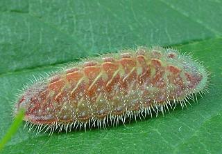 mature caterpillar